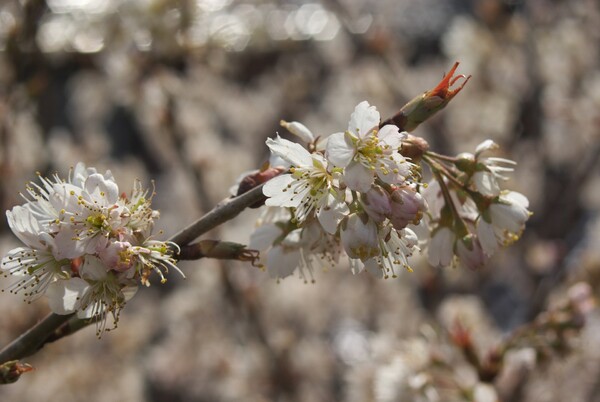 【淡彩】早咲きの桜。