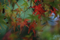 豪徳寺、秋の気配・・・