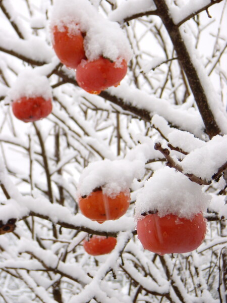 雪中の柿