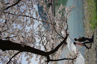 桜の下をお散歩