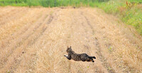 【猫】　畑 を 飛 ぶ 猫