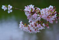 水面（みなも）の桜