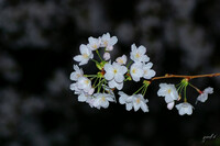 yuki夜桜