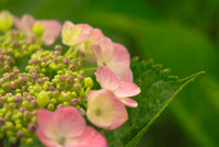 額紫陽花