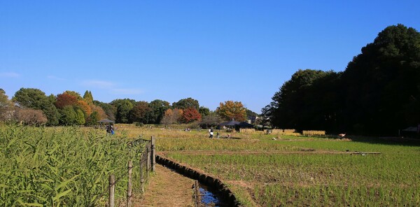 秋の田んぼ