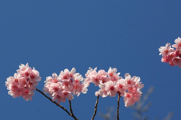 今年の桜