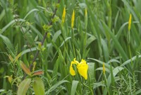 蒲生川の河原に自生している黄色いアヤメです。