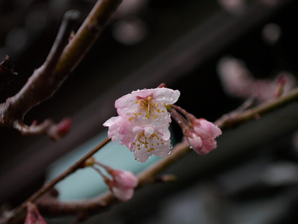 雨に濡れた桜