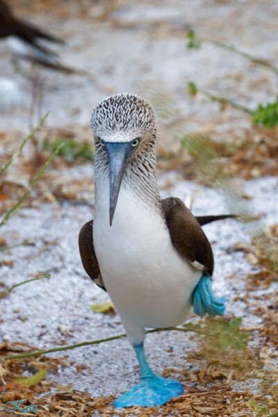 Galápagos Islands 08