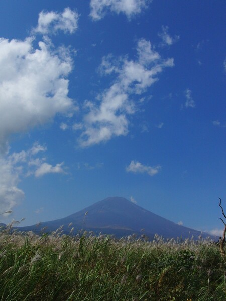 ススキたなびく富士の山