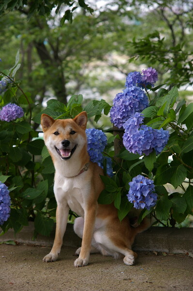 【旬】の紫陽花と愛犬