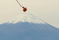【秋】富士山２