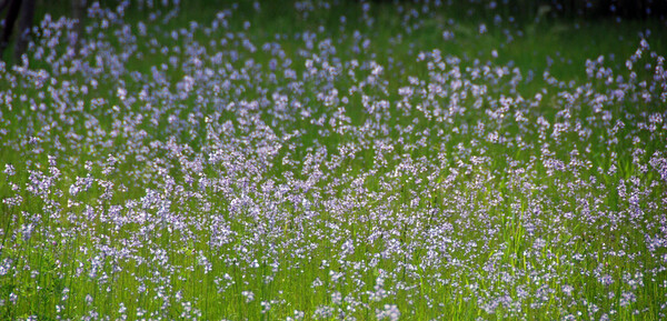 マツバウンランの咲く草原