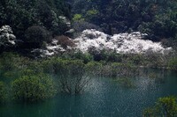 ダム湖　桜