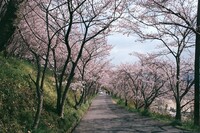 【桜】のトンネル