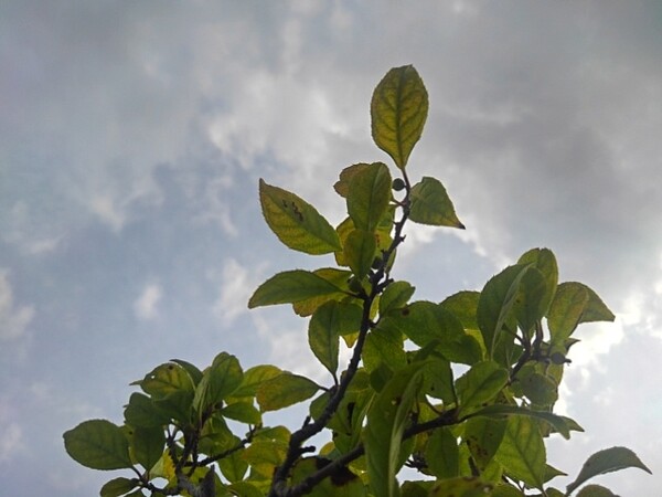 低木の葉×雲のある青空