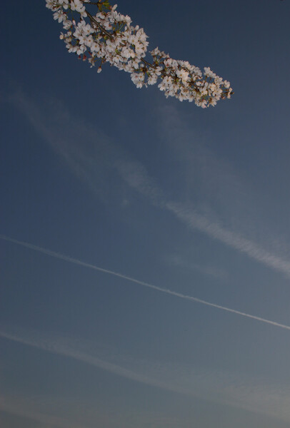 飛行機雲とかけて桜と説く