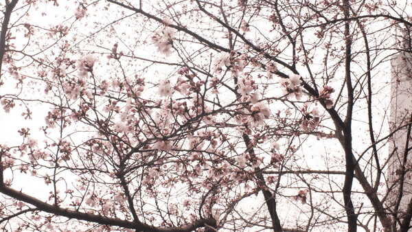 筑波大学にて　桜