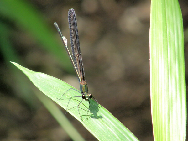 黒い蜻蛉