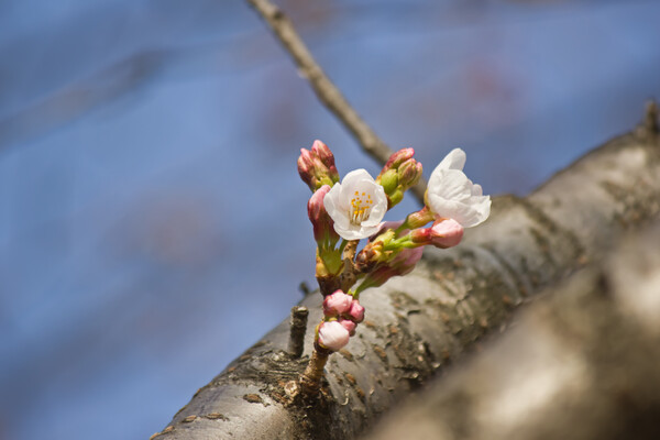 咲き始めの彦花桜姿。
