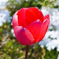 赤いチュウリップのUPです。