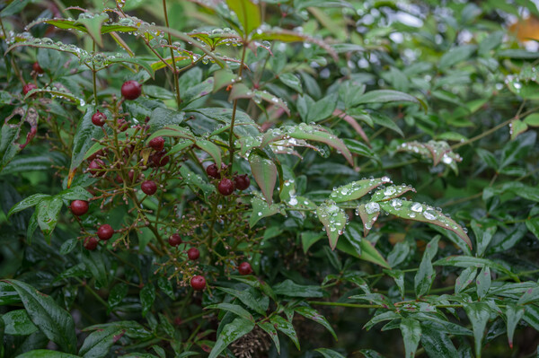 ナンテンの水滴