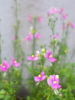 東京の花　ピンク