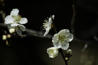 梅花をめでる