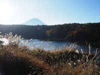 精進湖の朝