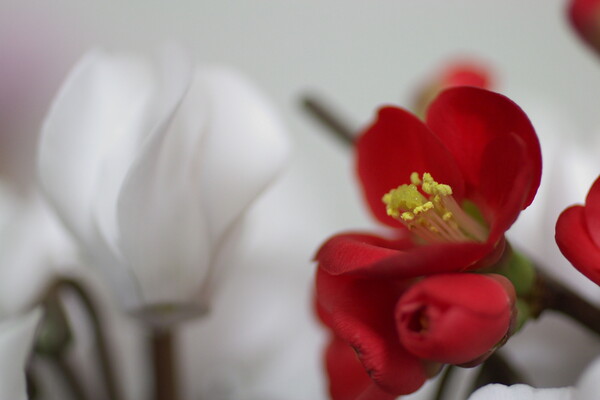 【春よ〜♪】机上の花