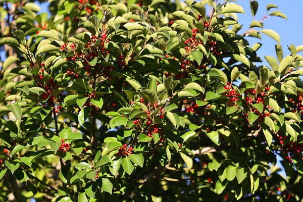 秋の実 鈴生り（その１）クロガネモチ
