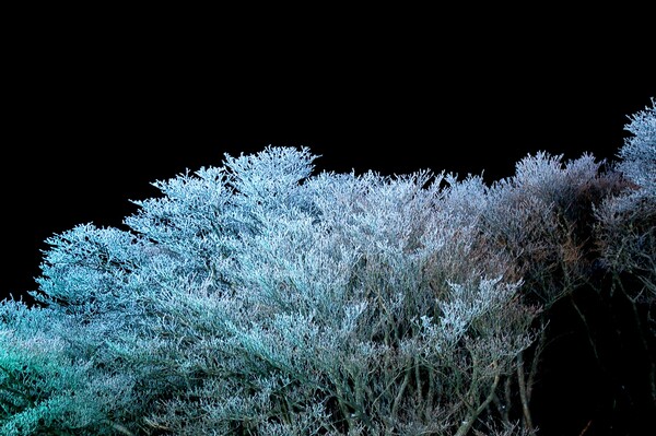 樹氷のライトアップ