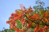 青空に紅が映えて