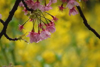 雨上がり河津桜