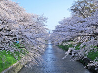 【おだやかに・・・春】 桜散策