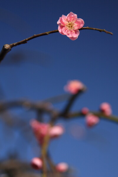 [自然]梅の花