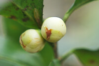 お茶の花はまだ蕾