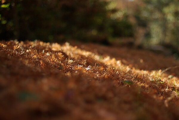 【陽光】メタセコイアの落ち葉
