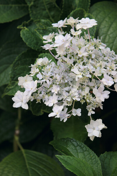 九月の隅田の花火