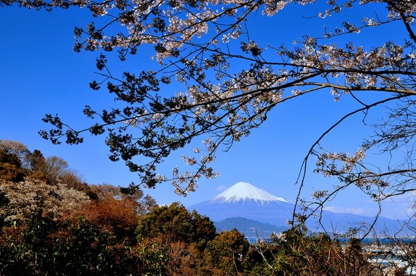 清水湊の桜です