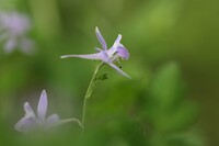 芹葉飛燕草/フライング・ドラゴン