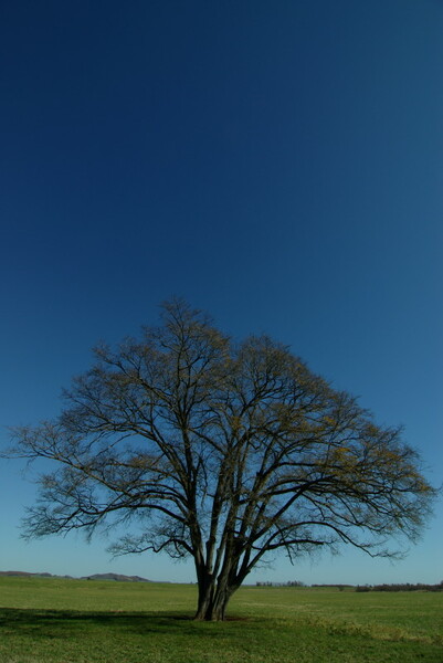 ハルニレの樹