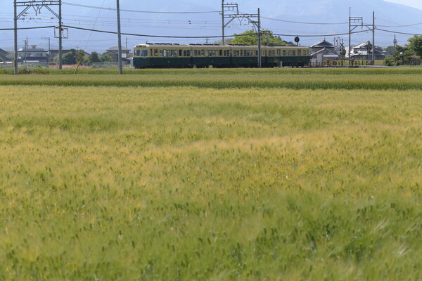 大麦畑と三岐鉄道