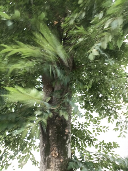 暴れる けやき