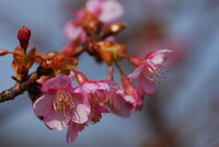 河津桜　開花しました！