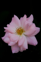 「秋影」ピンクの薔薇