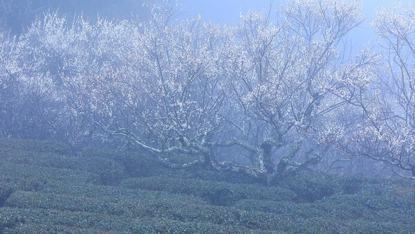 梅は霧中  Ⅱ