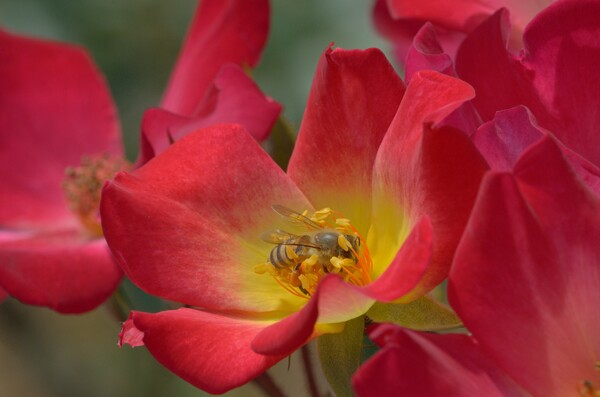 薔薇とミツバチ