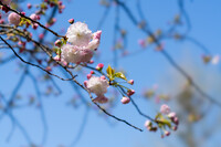 八重桜 満開