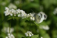 蕎麦の花にモンシロチョウ